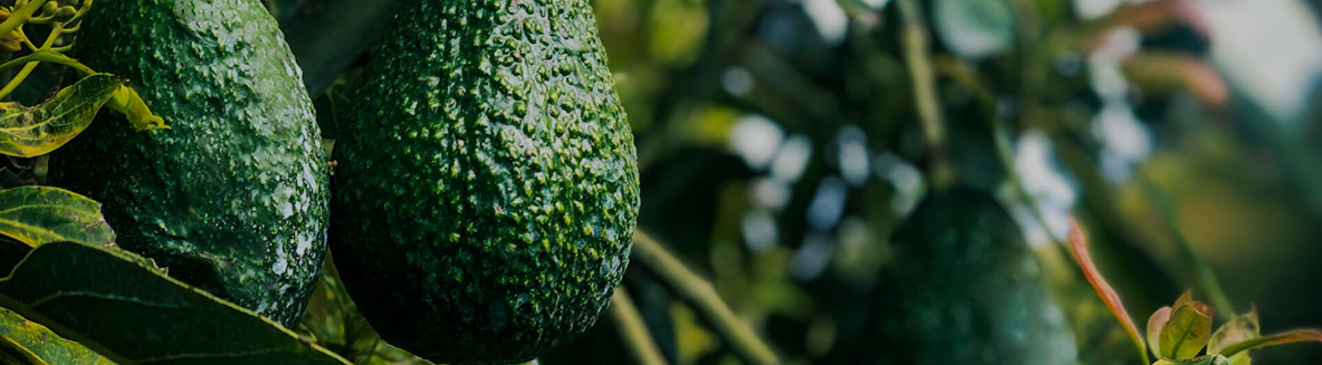 The Benefits of Organic Avocado